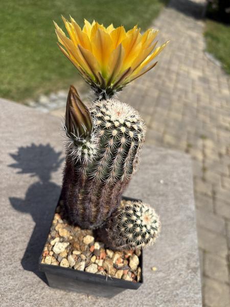 Echinocereus ctenoides